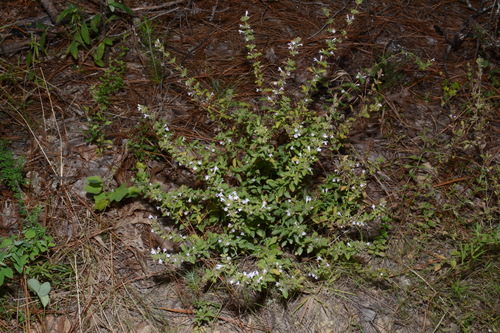 Image of Clinopodium talladeganum by (c) Brian Finzel, some rights reserved (CC BY-SA)