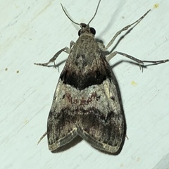 Pococera robustella