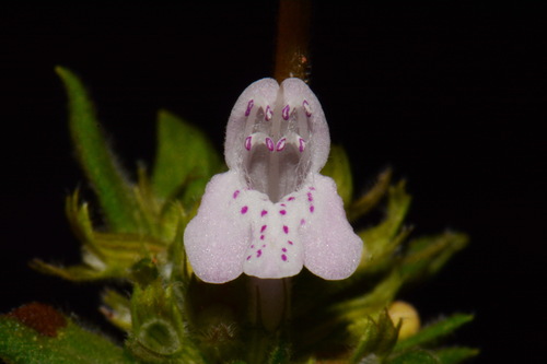Talladega Wild Basil (Clinopodium talladeganum)