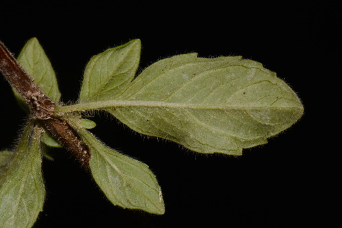 Image of Clinopodium talladeganum by (c) Brian Finzel, some rights reserved (CC BY-SA)