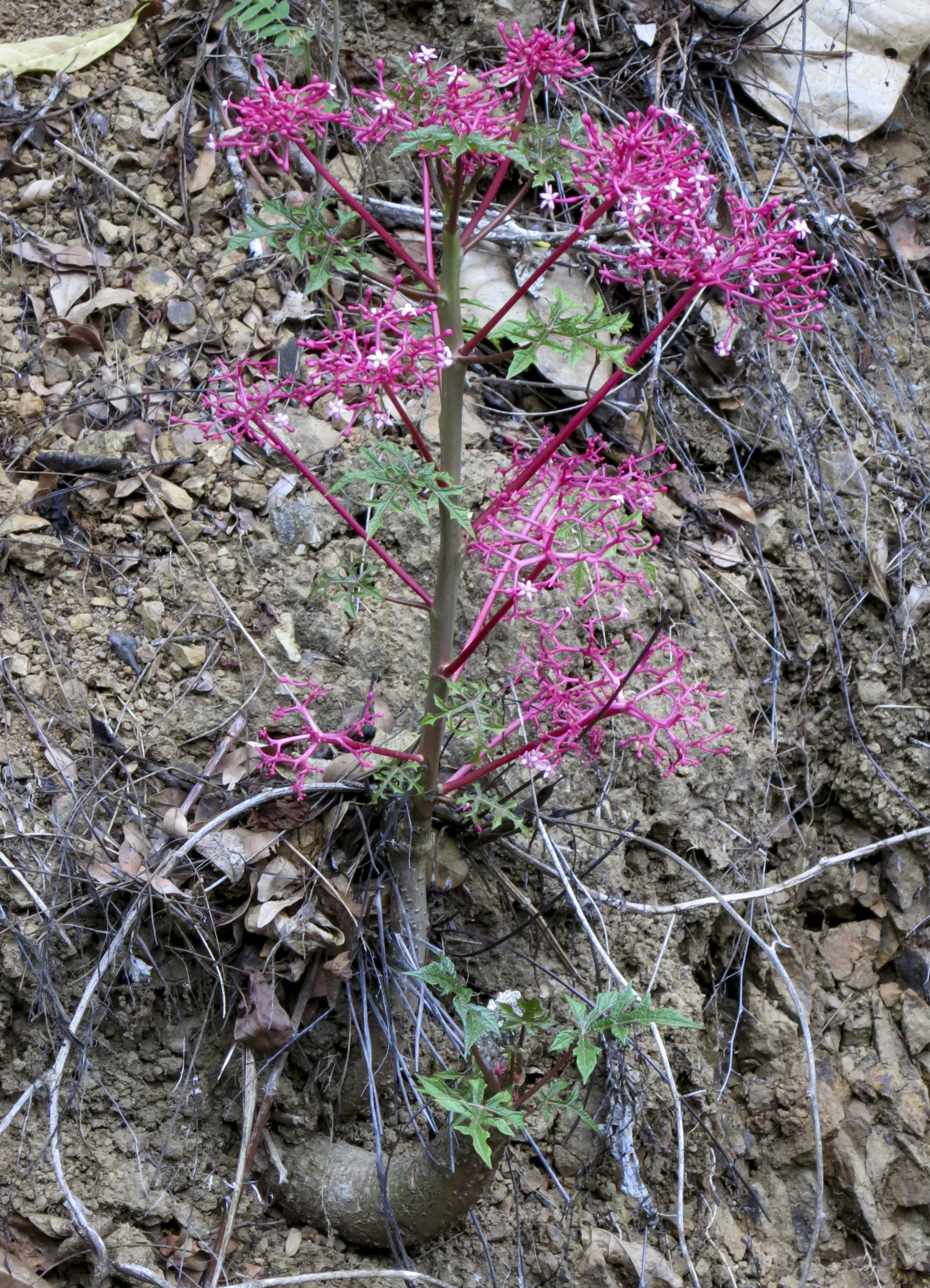 Vasconcellea parviflora image