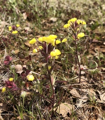 Triphysaria eriantha