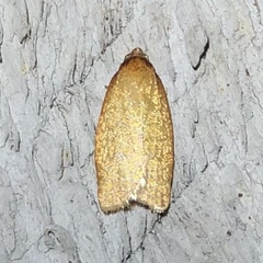 Sparganothis distincta