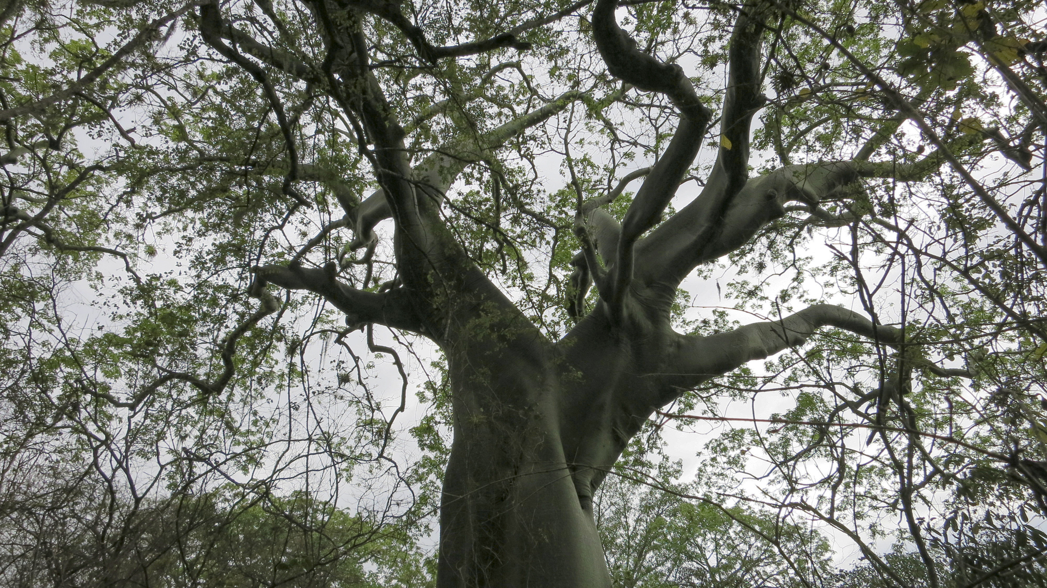 Ceiba trischistandra image