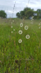 Thysanocarpus radians