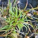 Juncus curtisiae - Photo (c) Phil Collier,  זכויות יוצרים חלקיות (CC BY-NC), הועלה על ידי Phil Collier