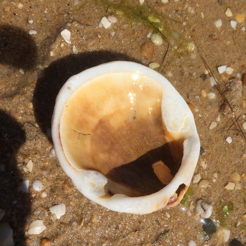 Glycymeris bimaculata
