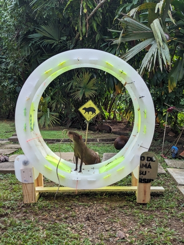 Central American Agouti