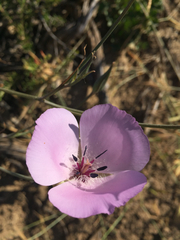 Calochortus splendens