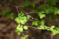 Symphoricarpos albus albus