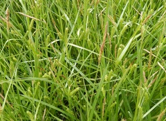 Carex microdonta