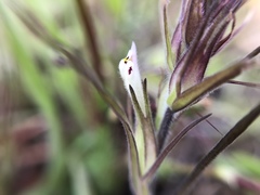 Castilleja attenuata