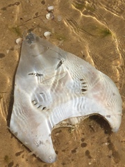 Glaucostegus cemiculus