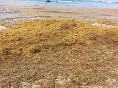 Sargassum natans