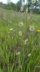 Thysanocarpus radians