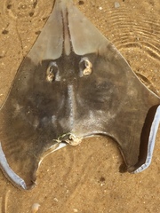 Glaucostegus cemiculus