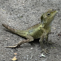 Southern Angle-Headed Dragon photo 5