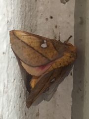 Syssphinx blanchardi