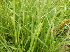 Carex microdonta