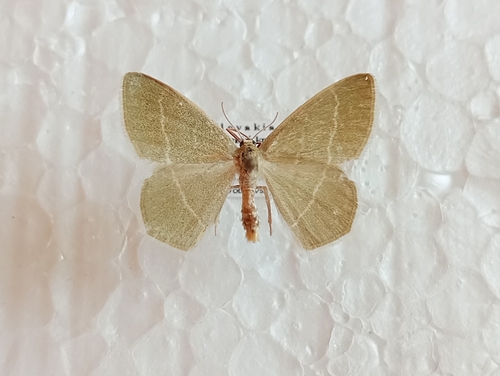 piadivka černicová (Chlorissa cloraria)