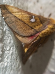 Syssphinx blanchardi