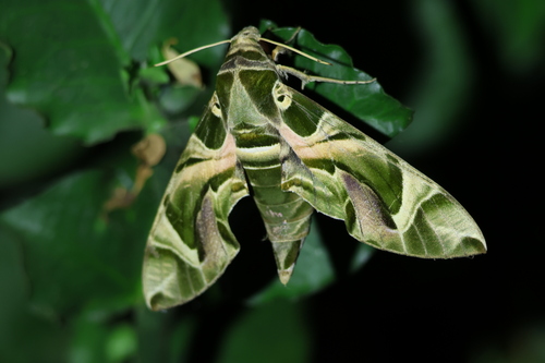 Oleander Hawkmoth