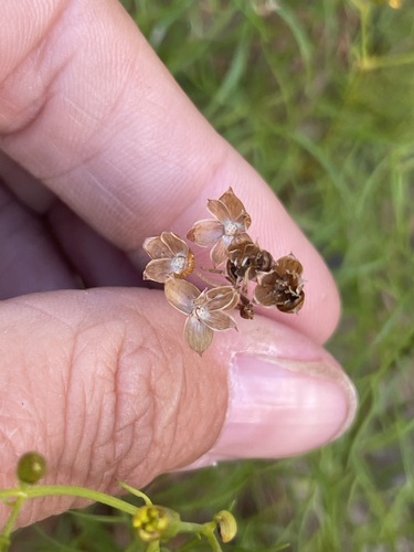 Image of Coreocarpus dissectus by (c) Sula Vanderplank, some rights reserved (CC BY)