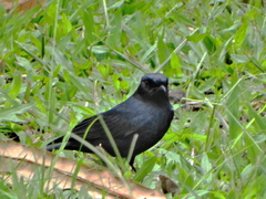 Melaenornis pammelaina ater