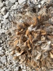 Arctomecon californica