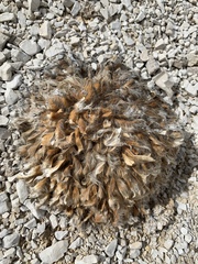 Arctomecon californica