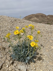 Arctomecon californica