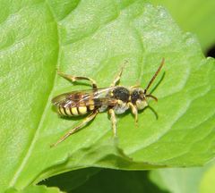 Nomada luteoloides
