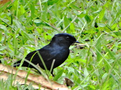 Melaenornis pammelaina ater