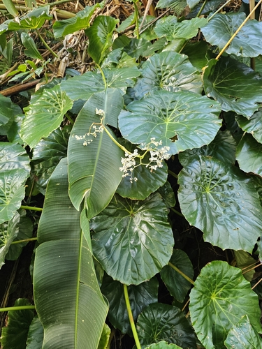 Begonia nelumbiifolia observed 2023-12-29