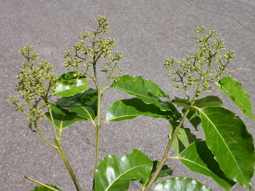 Eucalyptus binacag