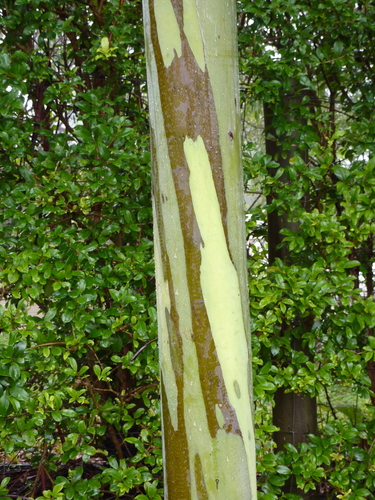 Eucalyptus binacag