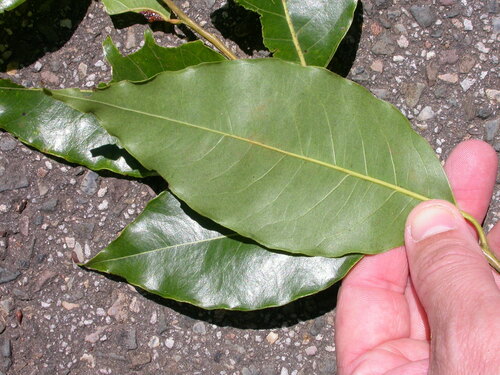 Eucalyptus binacag