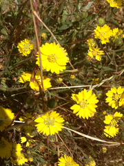 Hemizonia congesta lutescens