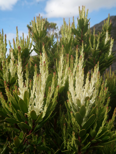 Image of Agastachys odorata by no rights reserved