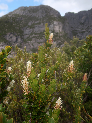 Image of Orites milliganii by no rights reserved