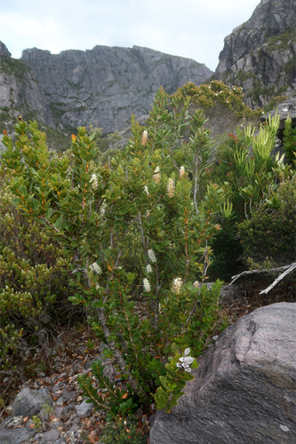 Image of Orites milliganii by no rights reserved