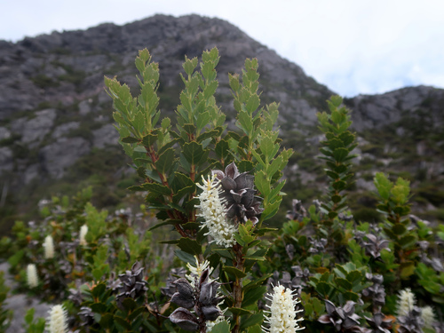 Image of Orites milliganii by no rights reserved