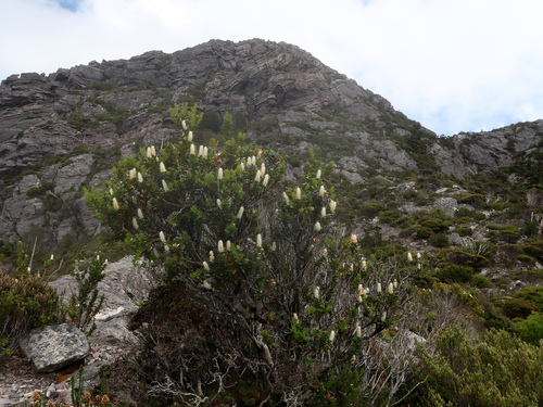 Image of Orites milliganii by no rights reserved