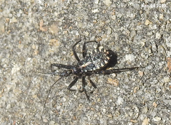 Rhynocoris leucospilus