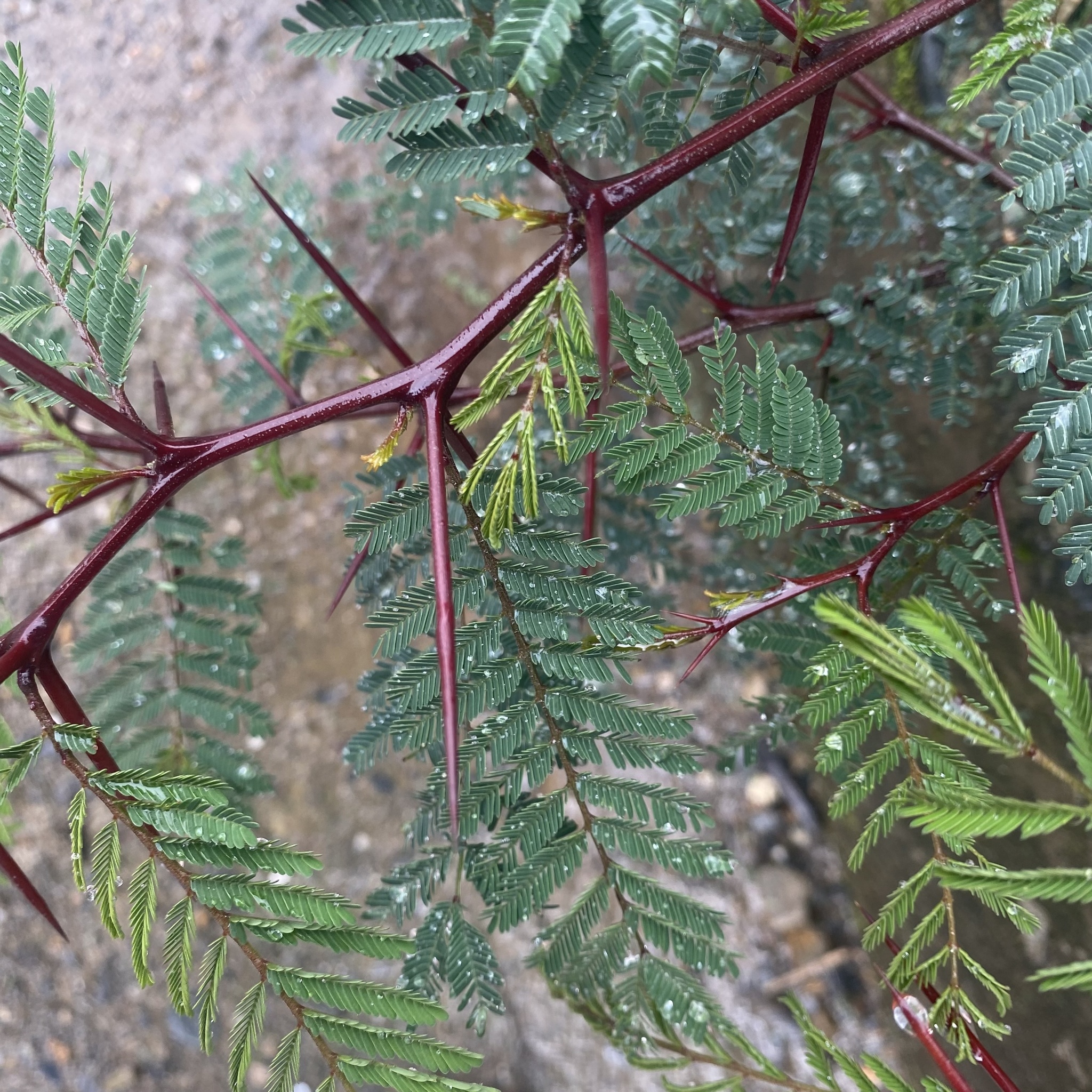 Vachellia image