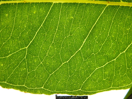 Eucalyptus binacag