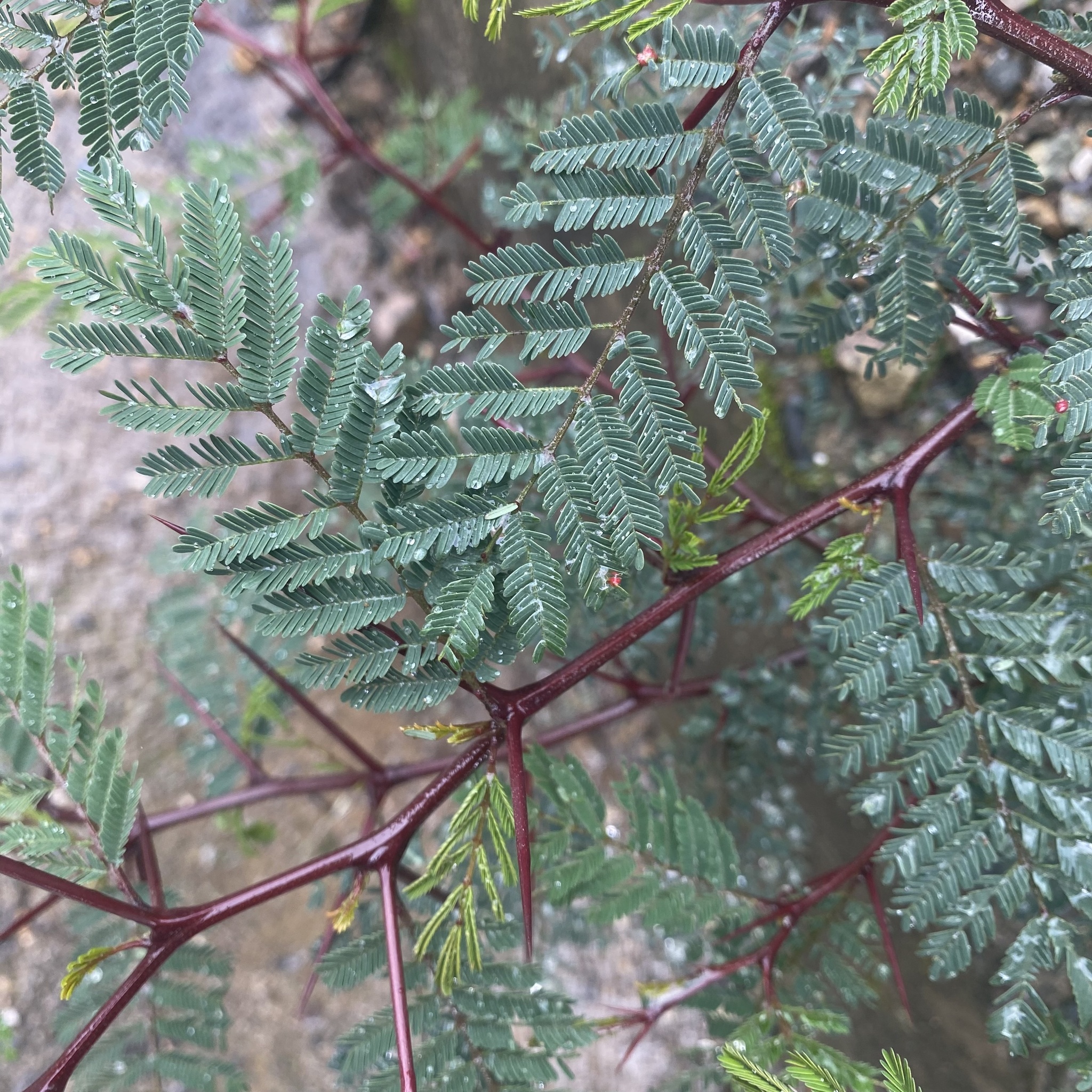Vachellia macracantha image