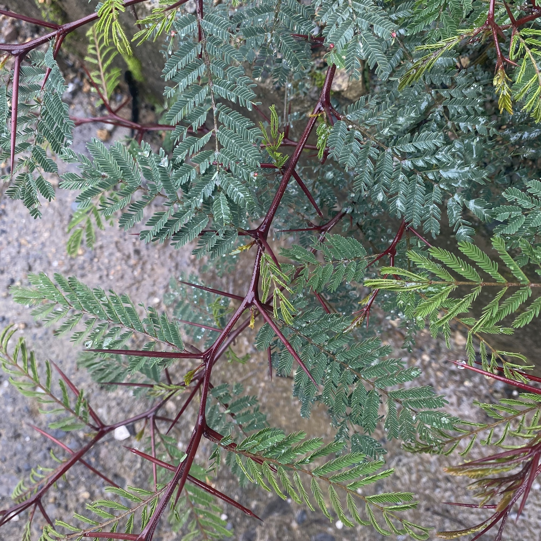 Vachellia macracantha image