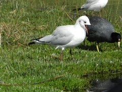 Chroicocephalus serranus