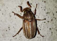 Polyphylla occidentalis